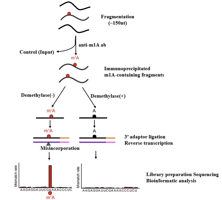 投注平台app下载