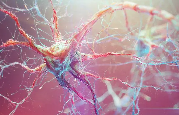 文献解读|Cell Rep Med（14.3）：肿瘤相关单核细胞通过胶质瘤中的E