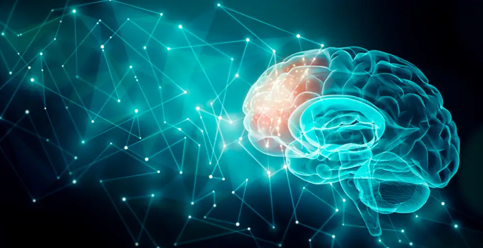 文献解读|Sci Adv（13.6）：跨越成年恒河猴大脑的单细胞多组学图谱