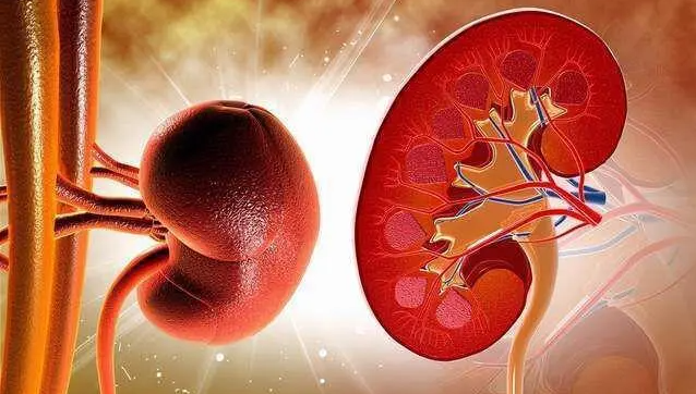 文献解读|Mol Ther（12.4）：间充质干细胞治疗缺血性急性肾损伤的细胞和