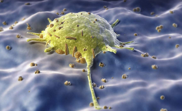 文献解读|Nature Immunology（30.5）：区分自然遗传变异对Ku