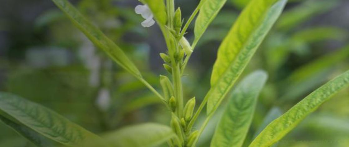 文献解读|Plant J (7.2)：MYB转录因子在茶树(Camellia s