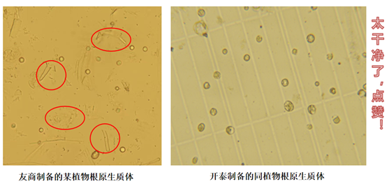 植物原生质体悬液碎片高怎么办？