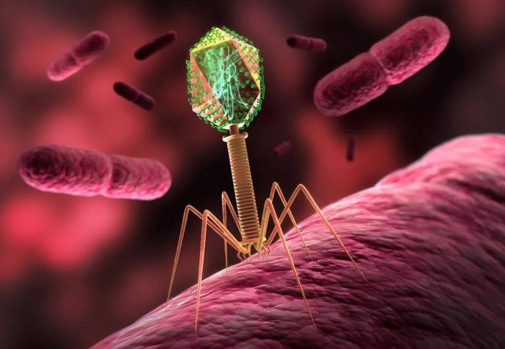 文献解读|Nat Microbiol（28.3）：无细胞 DNA 中的噬菌体多样