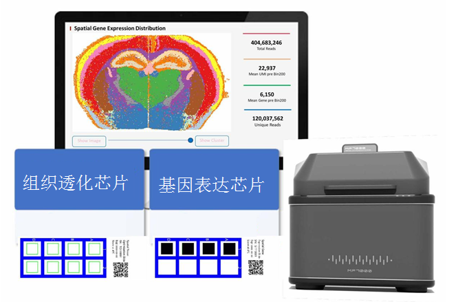 Cellmap空间转录组加速空转技术普适化时代到来！