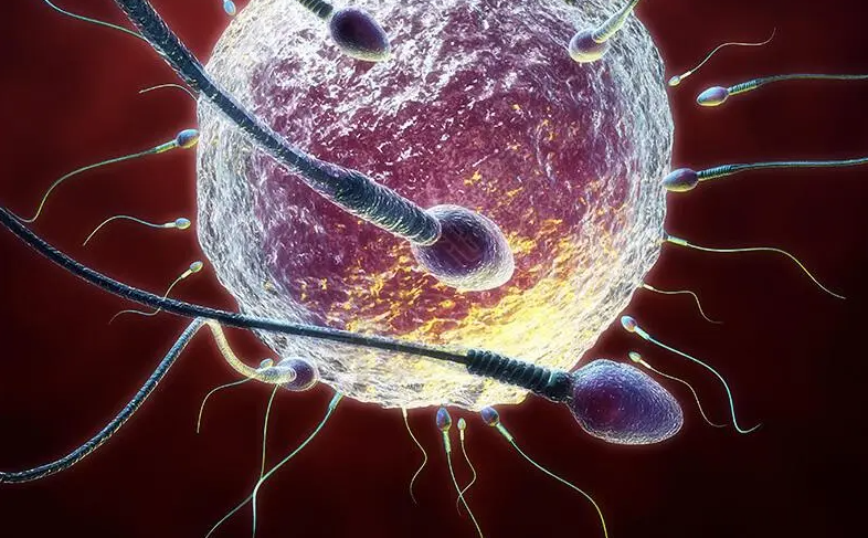 文献解读|Cell Metab（29.0）：生物性别和性激素对休息时骨骼肌分子特