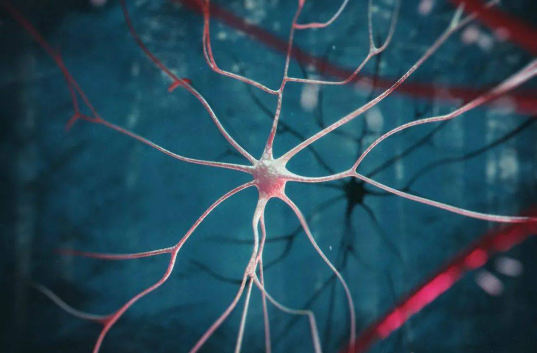 文献解读|Cell（64.5）：衰老小鼠大脑图谱揭示白质是脆弱的病灶