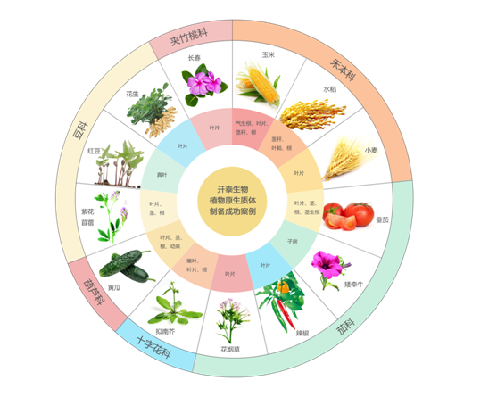 原生质体家族又添新成员|乔木单细胞未来可期！