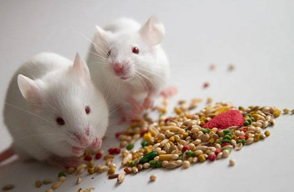 文献解读|Cell Metab（29.0）：延长禁食时间与成年雌性小鼠的热量限制