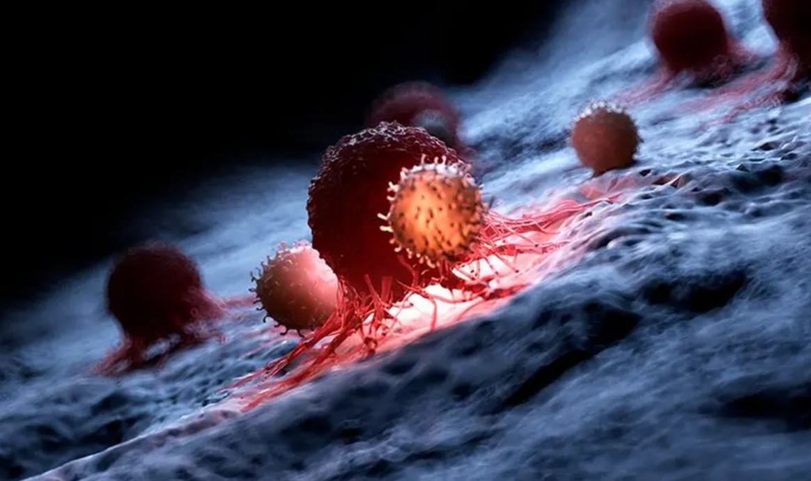 文献解读|Oncogene（8.0）：神经嵴相关的 NXPH1/α-NRXN 信