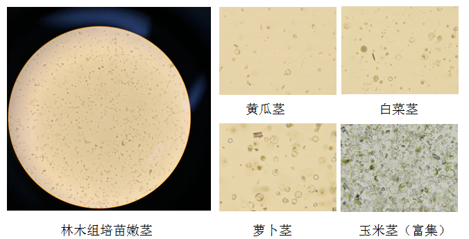 高效原生质体制备！植物单细胞研究不抽核！