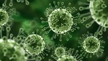 文献解读|Cell（64.5）：宿主特征影响野生小型哺乳动物的病毒组组成和病毒传