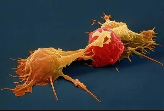 文献解读|Signal Transduct Target Ther（39.3）：