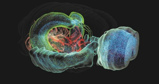 文献解读|Nature（58.39）：全小鼠大脑中细胞类型的高分辨率转录组和空间