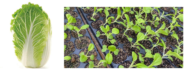 植物单细胞再闯关！拿下十字花科两大员！