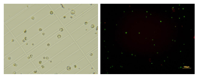 植物单细胞研发速递|水稻叶鞘、番茄根、拟南芥根解离成功！