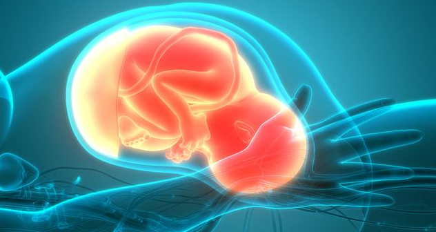 文献解读|Cell（64.5）：妊娠中晚期及糖尿病妊娠胎儿代谢图谱