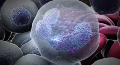 文献解读|Cell（64.5）：局部微环境驱动人脑肿瘤中中性粒细胞的激活