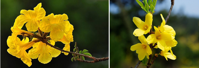 植物单细胞研发速递|灌木花瓣、烟草花冠、苜蓿叶解离成功！