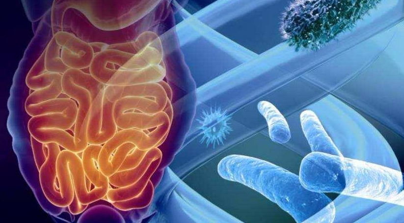 文献解读|Nat Metab（20.8）：雄性小鼠肠道的代谢景观确定了由微生物活