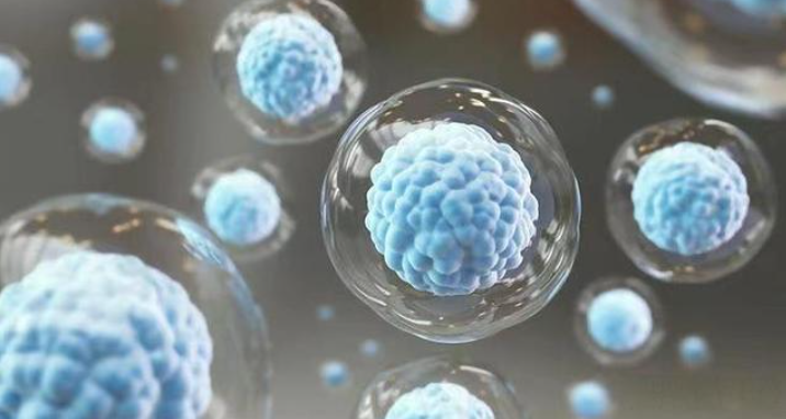 文献解读|Bone Res（12.7）：小鼠骨髓信号景观的空间转录组学分析