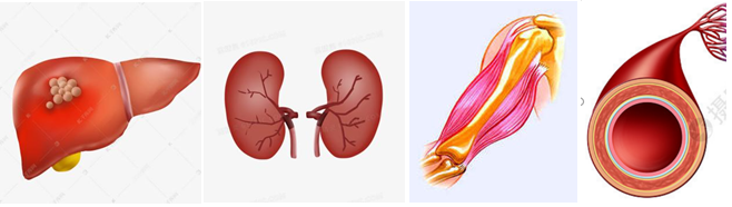 干货满满|动物组织单细胞解离经验分享！