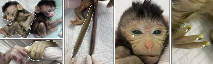 文献解读|Cell（64.5）：来自胚胎干细胞高度贡献的活体嵌合体猴出生