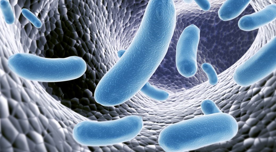 文献解读|Nat Microbiol（28.3）：双歧杆菌代谢乳果糖以优化肠道代