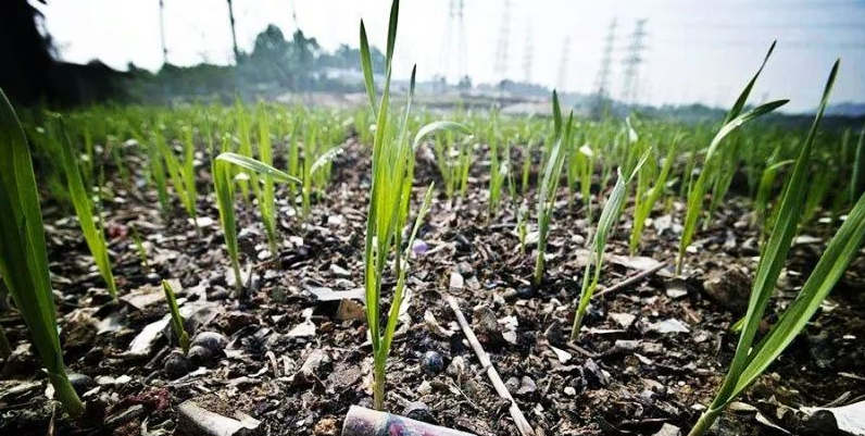 文献解读|J Hazard Mater (13.6)：基于iTRAQ和PRM研究