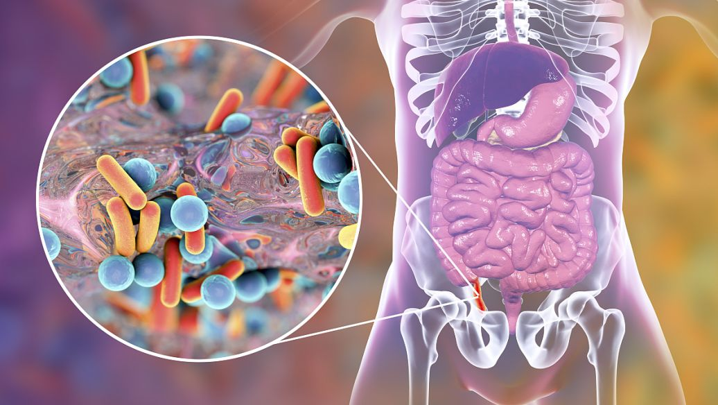 文献解读|Cell Rep Med（14.3）：肠道菌群对组氨酸分解代谢对患有病