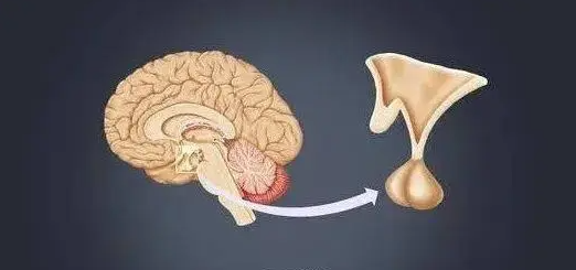 文献解读|Cell Metab（29.0）：猴下丘脑对肥胖和糖尿病的区域特异性转