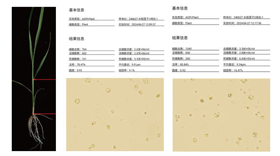植物单细胞快讯|开泰生物借助华大智造单细胞平台（TaiM 4） 完成水稻茎细胞图