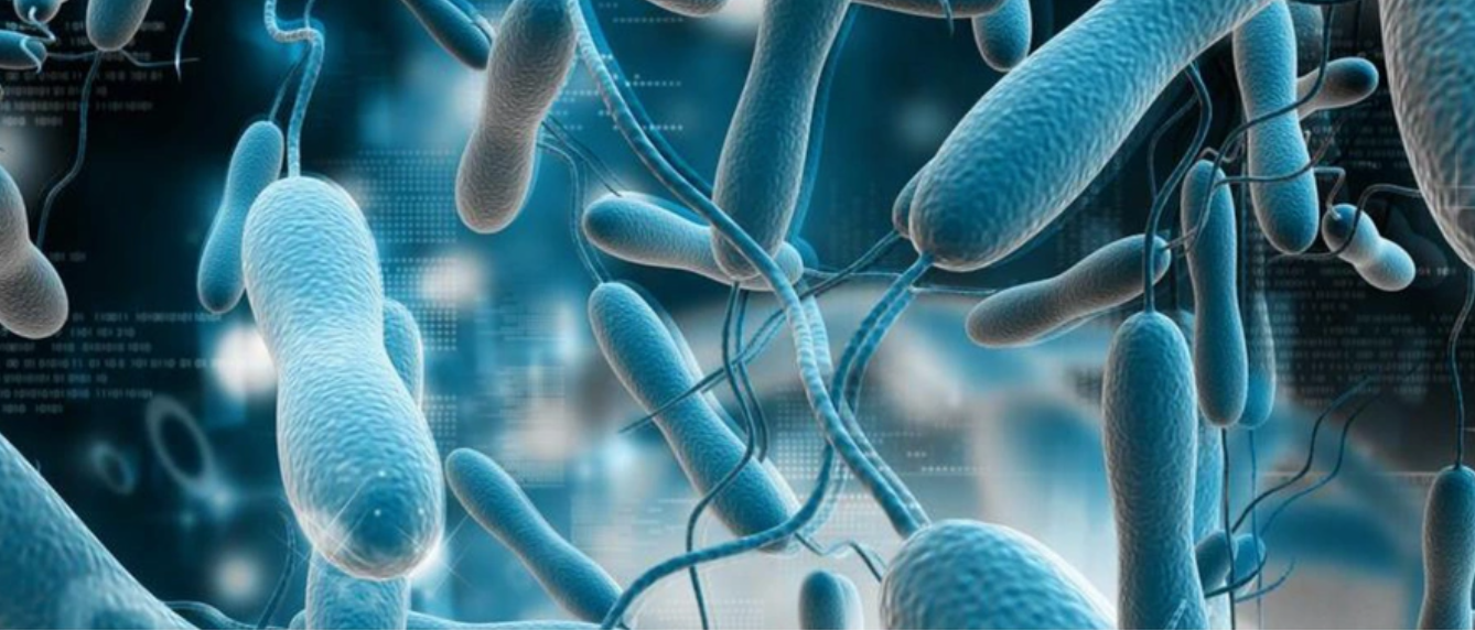 文献解读|Cell（64.5）：灵长类动物妊娠的多组织代谢组图谱