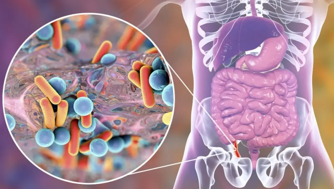 文献解读|Cell Host Microbe（20.6）：母亲妊娠期糖尿病与男性