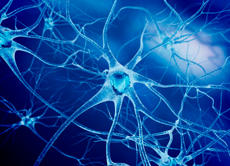 文献解读|Cell Rep Med（14.3）：脑损伤的极早产儿的神经活性代谢物