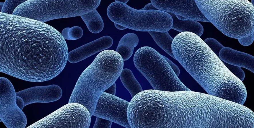 文献解读|Cell（64.5）：弗雷明汉心脏研究中的肠道微生物组和代谢组分析揭示