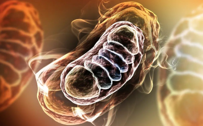 文献解读|Cell Metab（29.0）：线粒体对大鼠组织运动训练的多组学反应