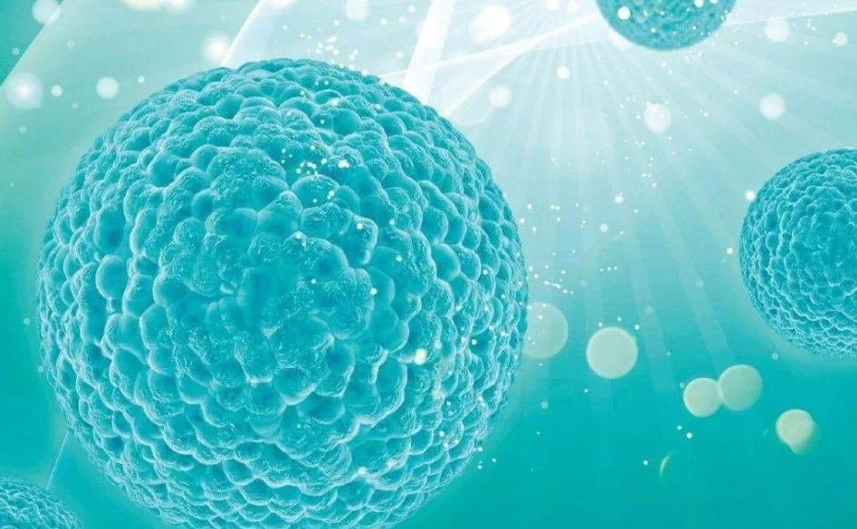 向终极疑难组织宣战！ 硬碰硬--开泰一举拿下硬骨单细胞！