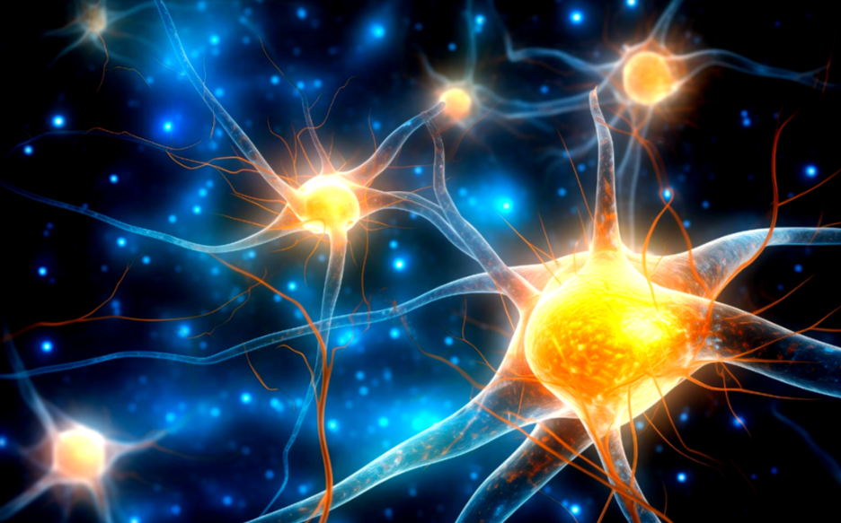 文献解读|Cell Stem Cell（19.）：灵长类星形胶质细胞的分子特征揭