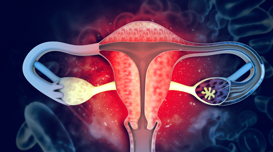 文献解读|Nat Commun（14.7）：月经周期和更年期人类输卵管的细胞图谱