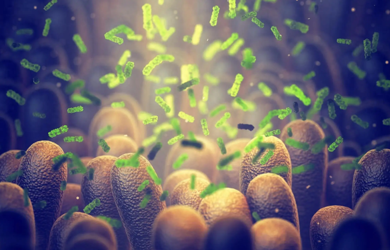 文献解读|Cell Metab（27.7）：肠道微生物 L-鸟氨酸在增强乌司奴单