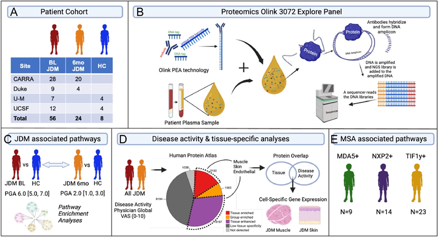 文献解读|Ann Rheum Dis（20.6）：幼年皮肌炎组织特异性蛋白质组学