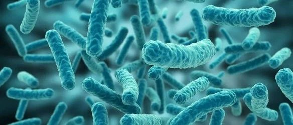 文献解读|SCIENCE（63.714）：病原体诱导的内生根微生物群的疾病抑制功