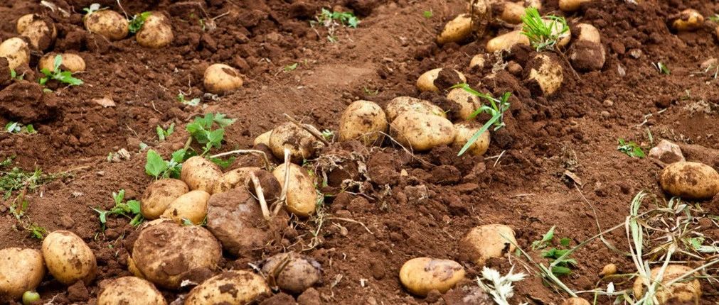 文献解读|MICROBIOME（16.837）：马铃薯赤霉病的发生与土壤微生物群