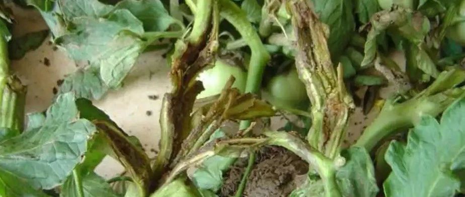 文献解读|ISME J（11.217）：番茄根际厚壁菌和放线菌丰度的干扰导致青枯