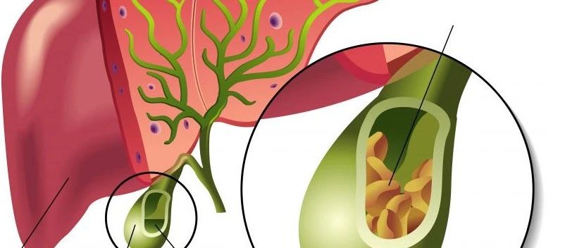 文献解读|Cell Mol Life Sci（9.207）：褪黑素通过调节肠道菌