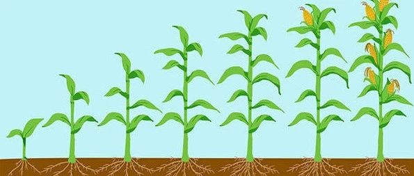 文献解读|Nat Plants（17.352）：现代育种过程中玉米根系结构变化的