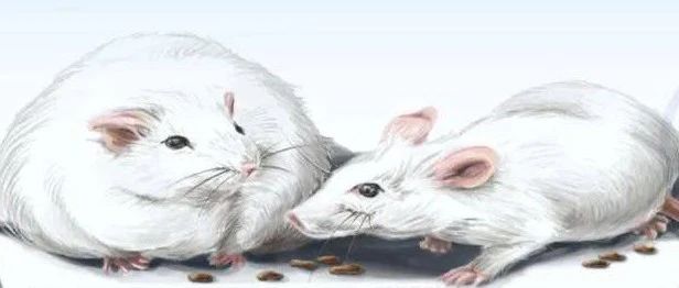 文献解读|Obesity（9.298）：乌头酸脱羧酶1对小鼠血糖稳态和肥胖的调节