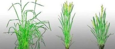 文献解读|PNAS（11.205）：具有自激活效应的NB-LRR导致小麦半矮化