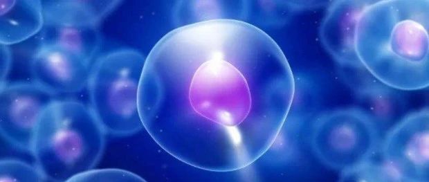 文献解读|Aging Cell（11.005）：单细胞RNA-Seq揭示原始卵泡